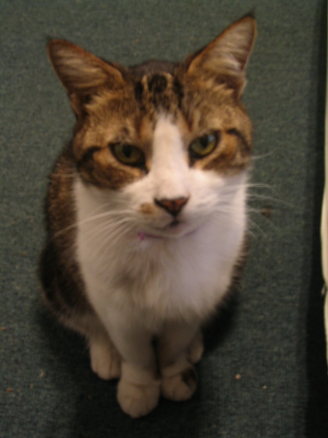 458x617 pixels (119K)