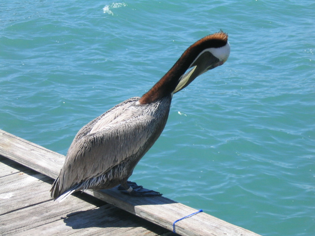 618x457 pixels (161K)