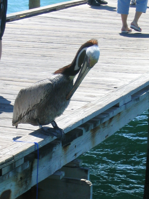 458x617 pixels (190K)