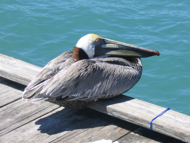 618x457 pixels (174K)